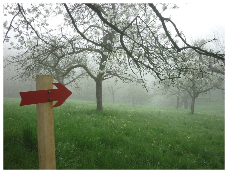 A sign with a red arrow pointing inside a foggy orchard